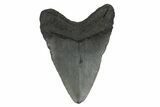 Fossil Megalodon Tooth - South Carolina #248532-1